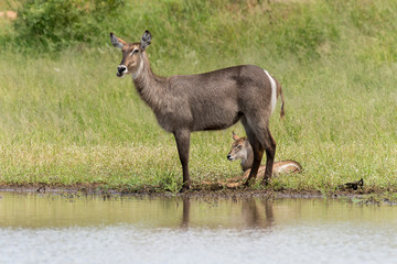 Cobe à croissant , Waterbuck,  Kobus ellipsiprymnus, Parc national du Pilanesberg, Afrique du Sud