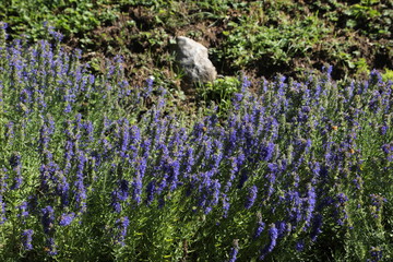 Lavanda