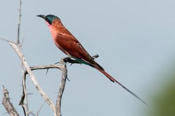 Guêpier carmin,.Merops nubicoides, Southern Carmine Bee eater