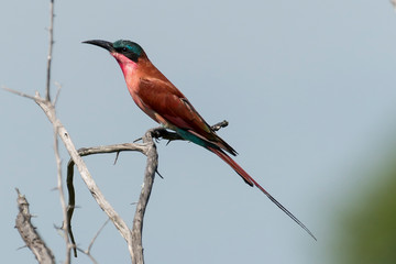 Guêpier carmin,.Merops nubicoides, Southern Carmine Bee eater
