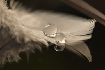 Bird Feather with Water Droplets