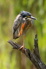 Héron strié,.Butorides striata, Striated Heron