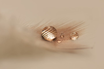 Bird Feather with Water Droplets