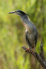 Héron strié,.Butorides striata, Striated Heron