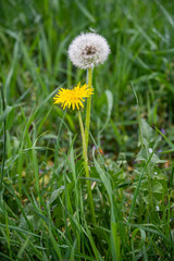 Dandelion flowers in green grass