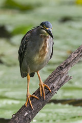 Héron strié,.Butorides striata, Striated Heron