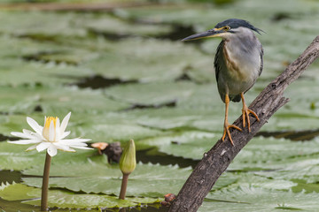 Héron strié,.Butorides striata, Striated Heron