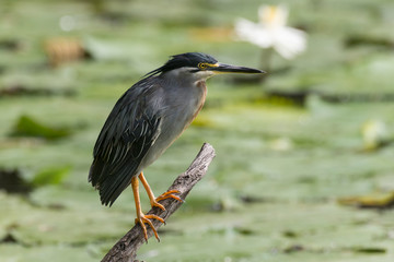 Obraz premium Héron strié,.Butorides striata, Striated Heron