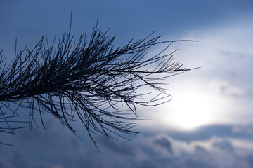 Closeup branch of pine tree obscured the moonlight sky overcast. cloudy of blue sky background. – image