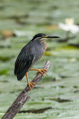 Héron strié,.Butorides striata, Striated Heron