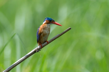 Martin pêcheur huppé,.Corythornis cristatus , Malachite Kingfisher