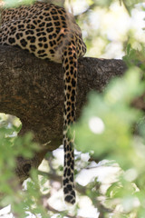Léopard, Panthère, Panthera pardus, Afrique du Sud