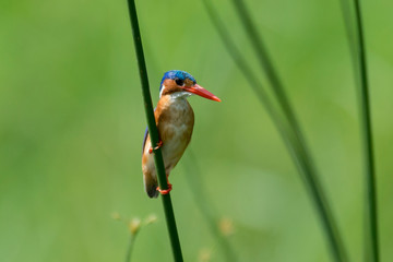 Martin pêcheur huppé,.Corythornis cristatus , Malachite Kingfisher