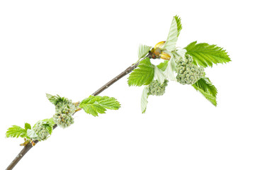 Branch of young spring garden rowan isolated on white background