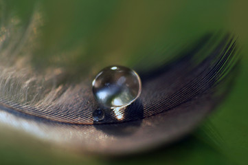 Bird Feather with Water Droplets