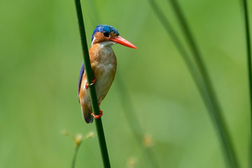 Martin pêcheur huppé,.Corythornis cristatus , Malachite Kingfisher