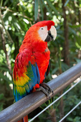 Fototapeta na wymiar Parrot red macaw. The plumage is bright red, the feathers above the tail and the lower part of the wings are blue, the bill of the red macaw is beautiful massive with a curved shape, it stands out on 