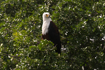 Pygargue vocifère,.Haliaeetus vocifer, African Fish Eagle
