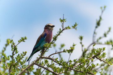 Rollier à longs brins,. Coracias caudatus, Lilac breasted Roller