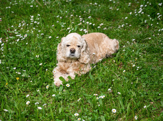 American cocker spaniel lies on the grass