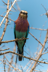 Rollier à longs brins,. Coracias caudatus, Lilac breasted Roller