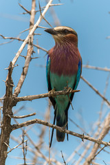 Rollier &agrave; longs brins,. Coracias caudatus, Lilac breasted Roller