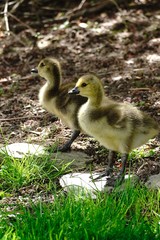 Baby Geese or Gooselings standing, selective focus