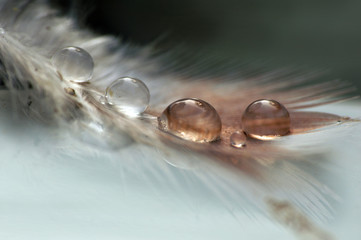 Bird Feather with Water Droplets