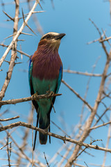 Rollier à longs brins,. Coracias caudatus, Lilac breasted Roller
