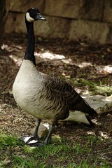 Canada Goose close up, selective focus