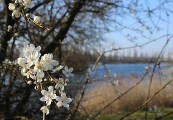 White flowers growing at the river's edge