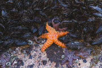Ochre Sea Stars in Oregon