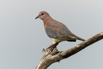 Tourterelle maillée,.Spilopelia senegalensis , Laughing Dove