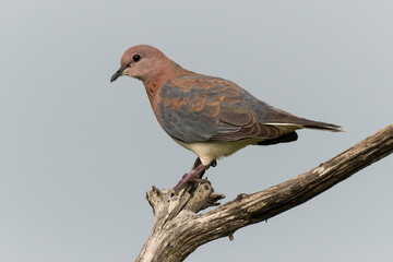 Tourterelle maill&eacute;e,.Spilopelia senegalensis , Laughing Dove