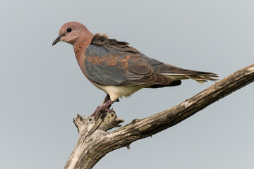 Tourterelle maillée,.Spilopelia senegalensis , Laughing Dove