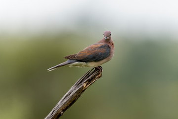 Tourterelle maillée,.Spilopelia senegalensis , Laughing Dove