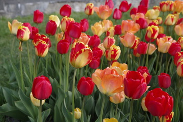 Tulpen