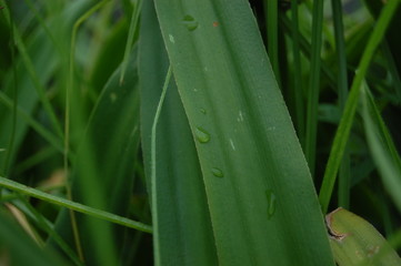 Plants and nature