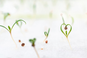 Seedlings of the vegetable plant are sprouting from the seeds inside the seeding tray in the laboratory, some saplings sprout from the seed as a heart shape