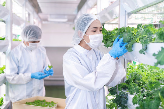 Asian Biotechnologist Checking Vegetables In LED Light Farm, Hydroponic Vegetable Grow With LED Light Indoor Farm, Hydroponics Close System, Agriculture Technology