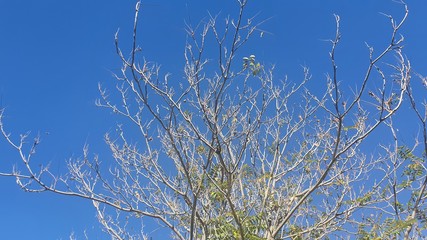 tree and sky view