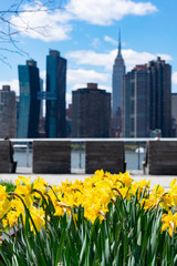 Yellow Tulips during Spring at Gantry Plaza State Park in Long Island City Queens with the Manhattan Skyline in the background