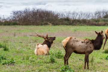 Elk at the Coast