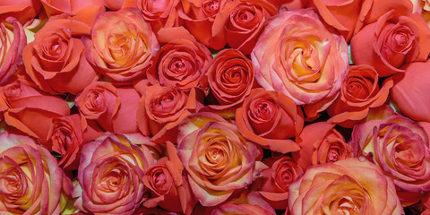 Obraz na płótnie Canvas Background of beautiful flowers. rosebud. Design. Сlose up.