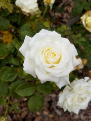 white rose in garden