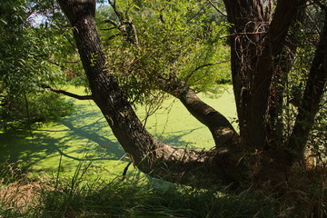 Big trees at Tukituki River near Waipukurau,Hawke's Bay on North Island of New Zealand  
