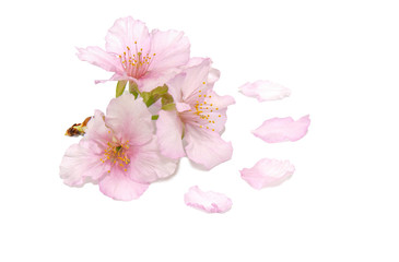 Obraz na płótnie Canvas Japanese cherry blossom and petals