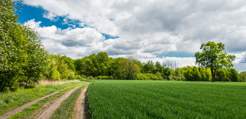 Pole uprawne z charakterystycznym drzewem © RITHOR