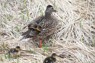 Mallard and ducklings