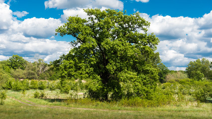 Dąb uchwycony centralnie wiosną